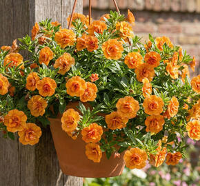 Minipetúnie, Million Bells 'Sweetbells Double Orange'