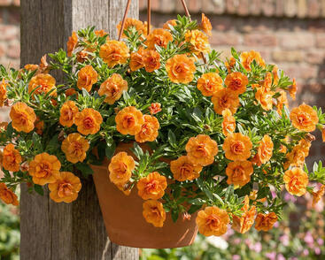 Minipetúnie, Million Bells 'Sweetbells Double Orange'