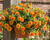 Minipetúnie, Million Bells 'Sweetbells Double Orange'