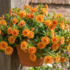 Calibrachoa hybrida 'Sweetbells Double Orange'.png