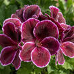 Muškát, pelargonie velkokvětá 'Elegance Imperial' - Pelargonium grandiflorum 'Elegance Imperial'
