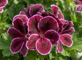 Muškát, pelargonie velkokvětá 'Elegance Imperial' - Pelargonium grandiflorum 'Elegance Imperial'