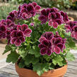 Muškát, pelargonie velkokvětá 'Elegance Imperial' - Pelargonium grandiflorum 'Elegance Imperial'