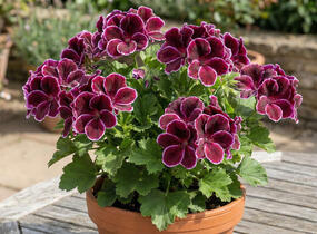 Muškát, pelargonie velkokvětá 'Elegance Imperial' - Pelargonium grandiflorum 'Elegance Imperial'