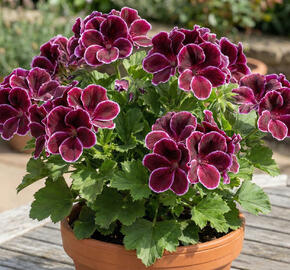 Muškát, pelargonie velkokvětá 'Elegance Imperial'