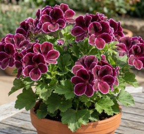 Muškát, pelargonie velkokvětá 'Elegance Imperial' - Pelargonium grandiflorum 'Elegance Imperial'