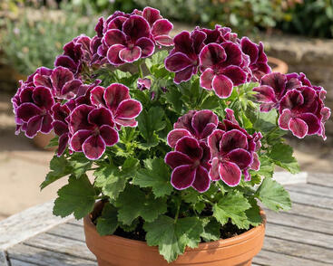 Muškát, pelargonie velkokvětá 'Elegance Imperial'