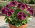 Muškát, pelargonie velkokvětá 'Elegance Imperial'