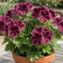 Pelargonium grandiflorum 'Elegance Imperial'_2.png