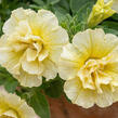 Petúnie 'Tumbelina Susanna' - Petunia hybrida 'Tumbelina Susanna'