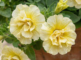 Petúnie 'Tumbelina Susanna' - Petunia hybrida 'Tumbelina Susanna'