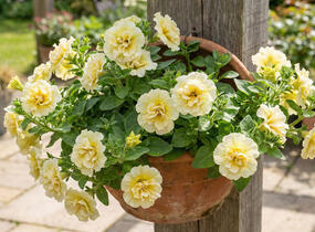 Petúnie 'Tumbelina Susanna' - Petunia hybrida 'Tumbelina Susanna'