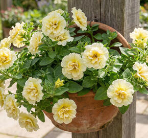 Petúnie 'Tumbelina Susanna'