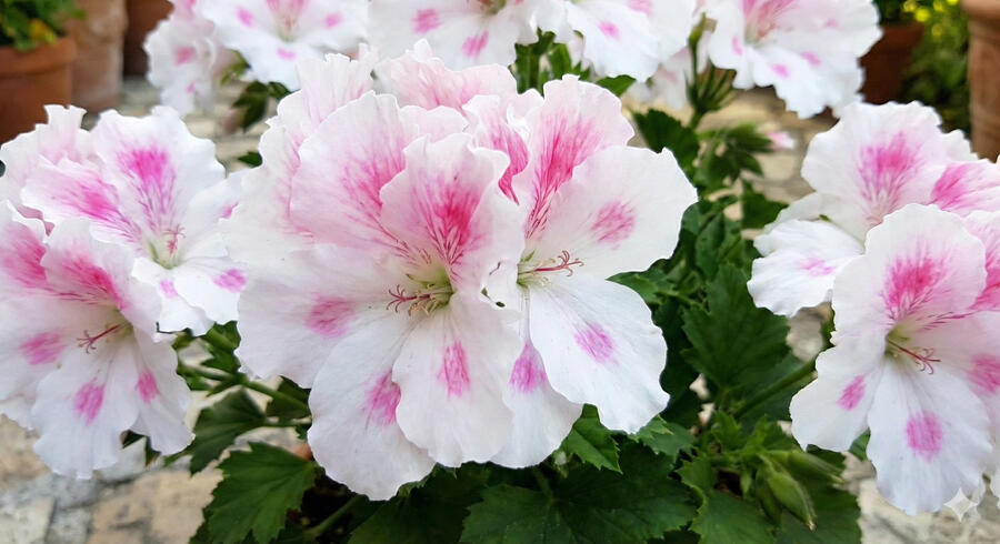 Muškát, pelargonie velkokvětá 'Elegance Belinda' - Pelargonium grandiflorum 'Elegance Belinda'