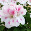 Muškát, pelargonie velkokvětá 'Elegance Belinda' - Pelargonium grandiflorum 'Elegance Belinda'