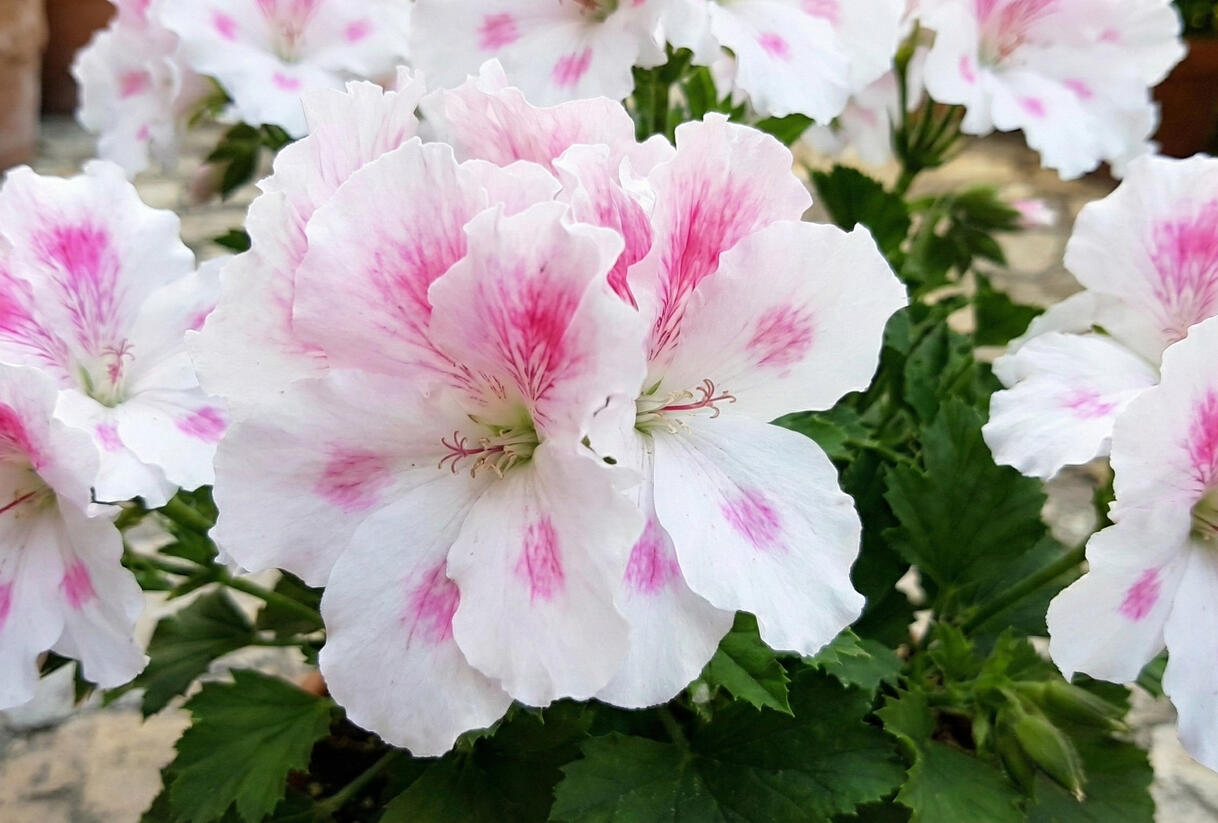 Muškát, pelargonie velkokvětá 'Elegance Belinda' - Pelargonium grandiflorum 'Elegance Belinda'