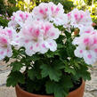 Muškát, pelargonie velkokvětá 'Elegance Belinda' - Pelargonium grandiflorum 'Elegance Belinda'