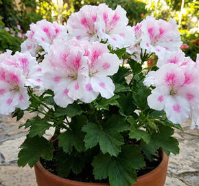 Muškát, pelargonie velkokvětá 'Elegance Belinda'