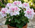 Muškát, pelargonie velkokvětá 'Elegance Belinda'