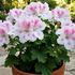 Pelargonium grandiflorum 'Elegance Belinda'.png