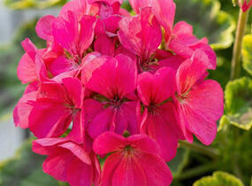 Muškát, pelargonie páskatá 'Green Idols Neon' - Pelargonium zonale 'Green Idols Neon'