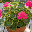 Muškát, pelargonie páskatá 'Green Idols Neon' - Pelargonium zonale 'Green Idols Neon'