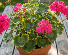 Muškát, pelargonie páskatá 'Green Idols Neon'
