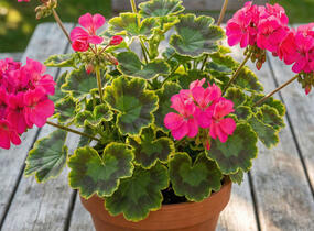 Muškát, pelargonie páskatá 'Green Idols Neon' - Pelargonium zonale 'Green Idols Neon'
