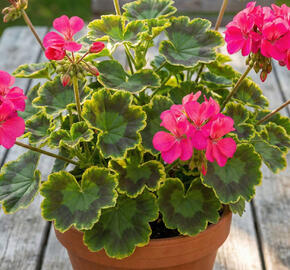 Muškát, pelargonie páskatá 'Green Idols Neon'