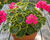 Muškát, pelargonie páskatá 'Green Idols Neon'