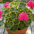 Pelargonium zonale 'Green Idols Neon'.png