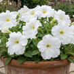 Petúnie velkokvětá 'Finity White' - Petunia grandiflora 'Finity White'