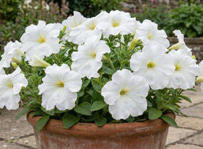 Petúnie velkokvětá 'Finity White' - Petunia grandiflora 'Finity White'