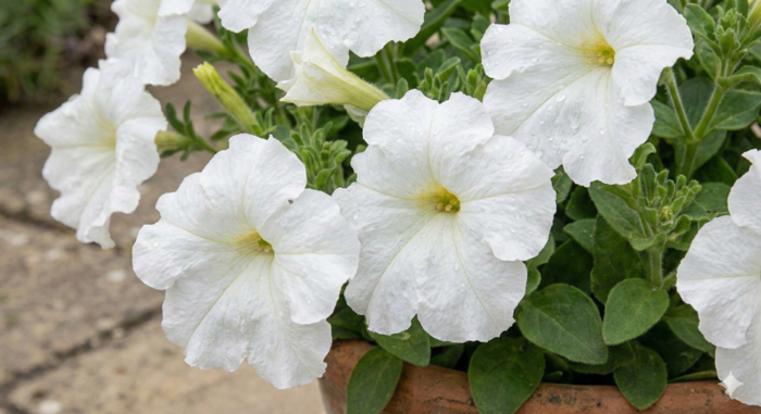 Petúnie velkokvětá 'Finity White' - Petunia grandiflora 'Finity White'