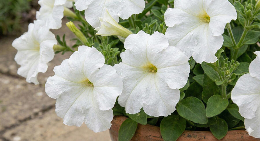 Petúnie velkokvětá 'Finity White' - Petunia grandiflora 'Finity White'