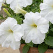 Petúnie velkokvětá 'Finity White' - Petunia grandiflora 'Finity White'