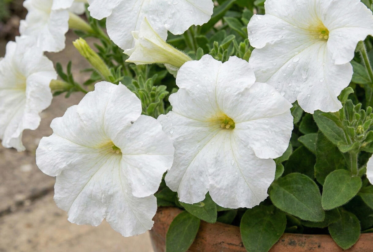 Petúnie velkokvětá 'Finity White' - Petunia grandiflora 'Finity White'