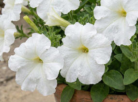 Petúnie velkokvětá 'Finity White' - Petunia grandiflora 'Finity White'