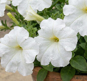 Petúnie velkokvětá 'Finity White'