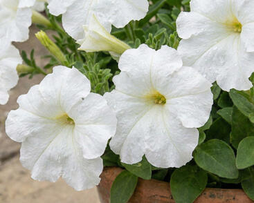 Petúnie velkokvětá 'Finity White'