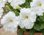Petúnie velkokvětá 'Finity White'