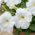 Petunia grandiflora 'Finity White'_2.png