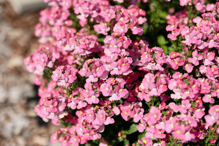 Hledíkovka 'Nesia Pink Crush' - Nemesia hybrida 'Nesia Pink Crush'