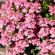 Hledíkovka 'Nesia Pink Crush' - Nemesia hybrida 'Nesia Pink Crush'