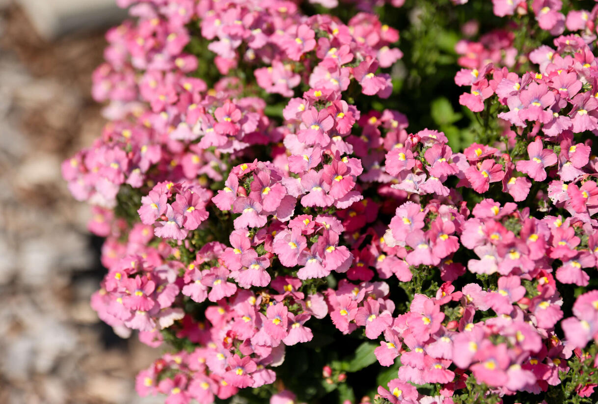 Hledíkovka 'Nesia Pink Crush' - Nemesia hybrida 'Nesia Pink Crush'