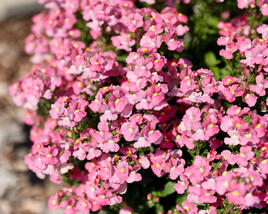 Hledíkovka 'Nesia Pink Crush'
