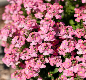 Hledíkovka 'Nesia Pink Crush' - Nemesia hybrida 'Nesia Pink Crush'