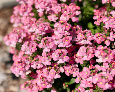 Hledíkovka 'Nesia Pink Crush'