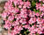 Hledíkovka 'Nesia Pink Crush'