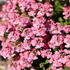 Nemesia hybrida 'Nesia Pink Crush'_2.jpg